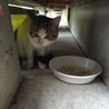人恋しい野良ちゃんです サムネイル5