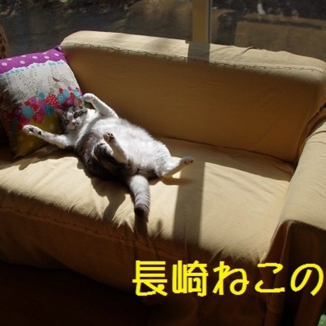 長崎ねこの会のカバー写真