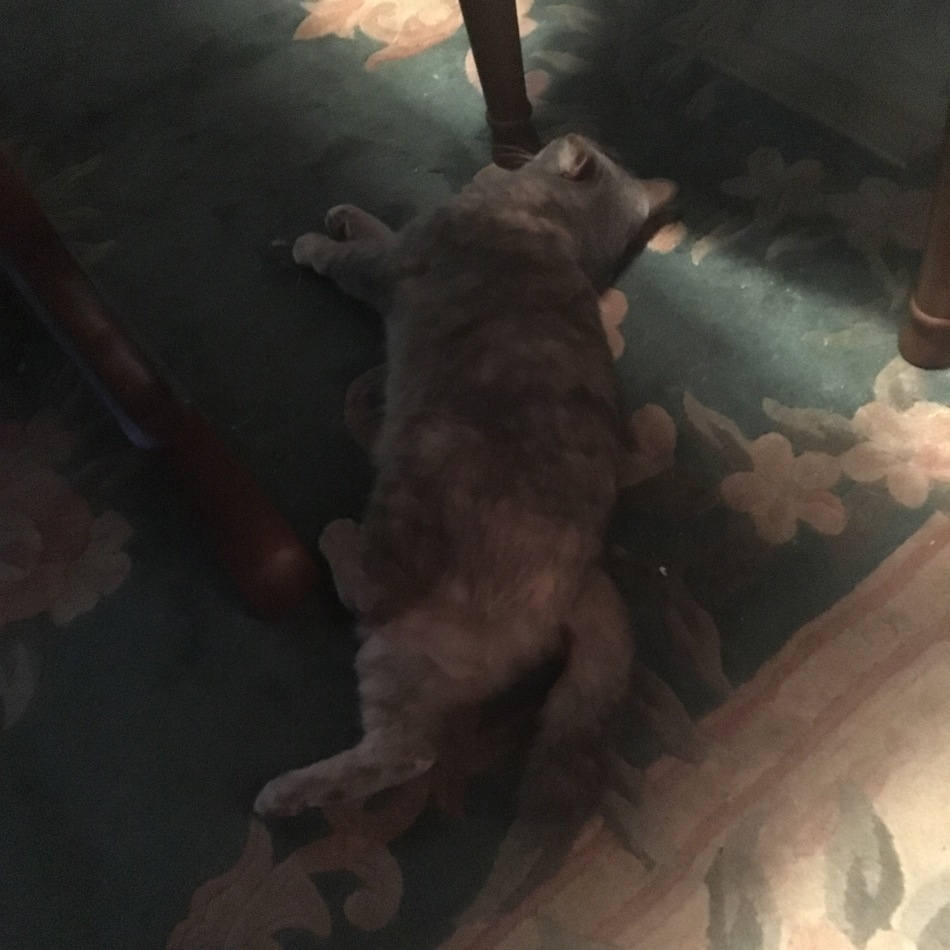 ちょんこのカバー写真