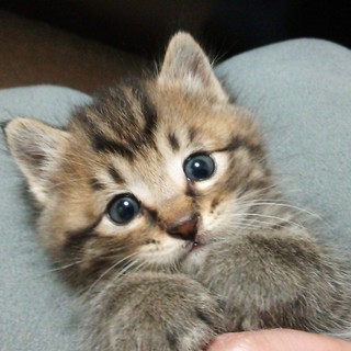 仔猫の里親さん募集