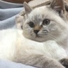 姉妹で引き取ってくださる方 サムネイル3