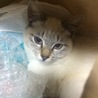 姉妹で引き取ってくださる方 サムネイル4