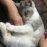 姉妹で引き取ってくださる方 サムネイル5