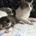 野良猫の子猫の里親募集