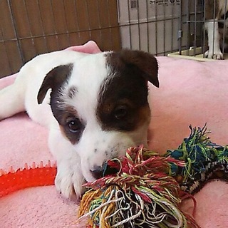 子犬らしい可愛いい リリーちゃん！