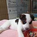 子犬らしい、可愛いい サラちゃん！
