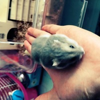 れいこ