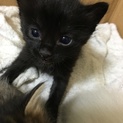 2匹とも里親が決まりましたm(__)m