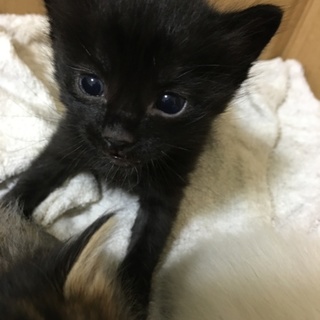 2匹とも里親が決まりましたm(__)m