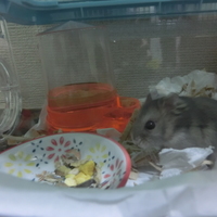 一代目ランちゃん