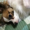 とっても人なつっこいわんちゃんです(^^) サムネイル3