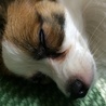 とっても人なつっこいわんちゃんです(^^) サムネイル4