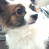 とっても人なつっこいわんちゃんです(^^) サムネイル5