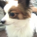 とっても人なつっこいわんちゃんです(^^)