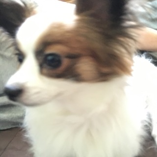 とっても人なつっこいわんちゃんです(^^)