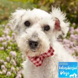 「カティフラム」推定10歳♂