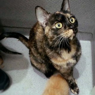 穏やかで甘えん坊の「ちゃびこ」