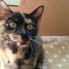 穏やかで甘えん坊の「ちゃびこ」 サムネイル2
