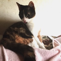 ショコラ