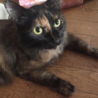 モチャ