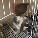うさぎの里親募集