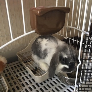 うさぎの里親募集