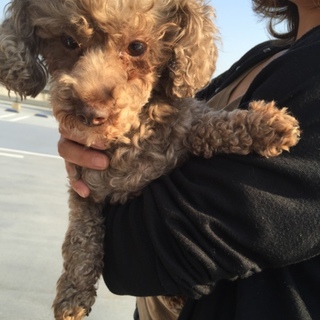 ななちゃんのずっとの家族募集中！