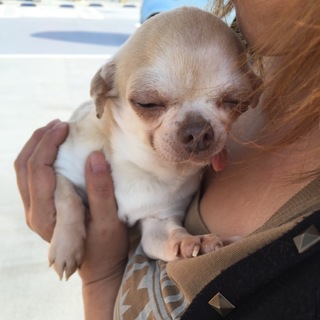 ワカメちゃんのずっとの家族募集中！