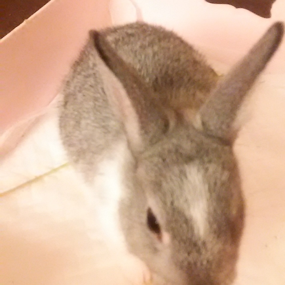 グレちゃんのカバー写真