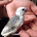 手乗り文鳥