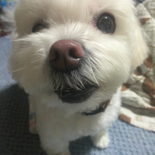 とってもお利口サンのロッキーです♡