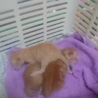 可愛い3匹の子猫ちゃんです♡