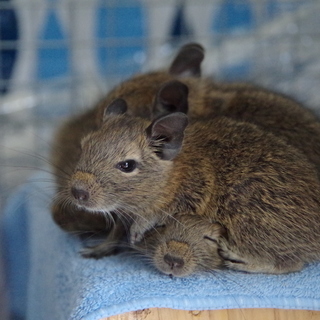 ベイビーちゃんを飼いたい方へ！