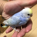 セキセイインコ 生後1ヶ月
