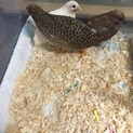 ヒメウズラ