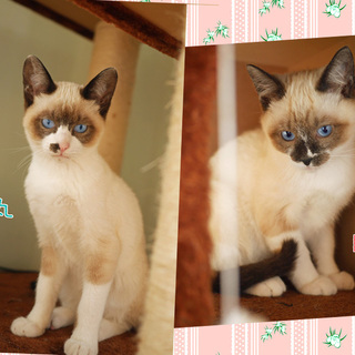 透き通るような青い瞳★甘えん坊２兄弟★生後半年