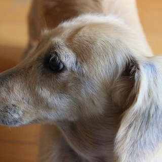 吠え癖がある子。しっかり面倒見ていただける方募集