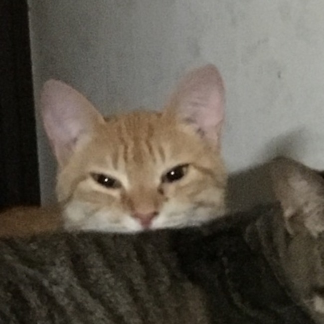 いなりたんのカバー写真