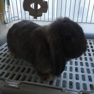 ホーランドロップ6ヶ月女の子血統書付き