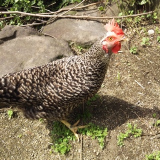 岡崎おうらん！