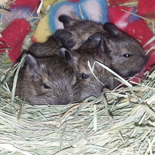 　　デグーの里親を募集します。