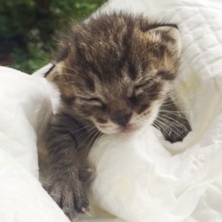 ★キジトラ可愛い男の子★