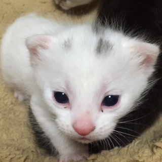 5匹兄妹で産まれてきました『パンチくん』