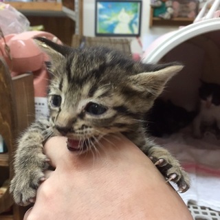 生後約1か月　母猫が死んでしまった子たち