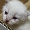 5兄妹で産まれてきました『フックくん』