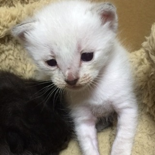 5兄妹で産まれてきました『アッパーくん』
