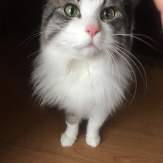 訳あって里親さん募集です。