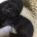 5兄妹で産まれてきました『スピンちゃん』