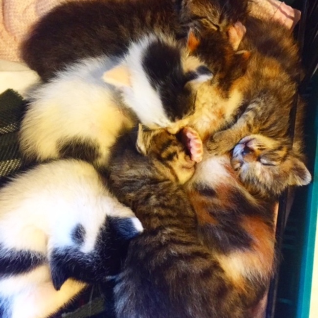 ひめ吉のカバー写真