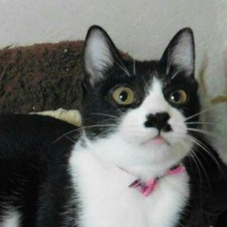 【5/7東日本橋譲渡会】ハチワレ女子こむぎちゃん